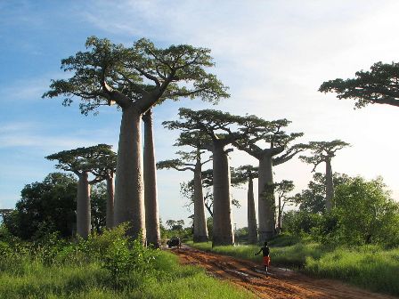 Adansonia grandidieri, baobab from Madagascar